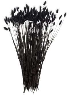 Trockenblume, Schwarz