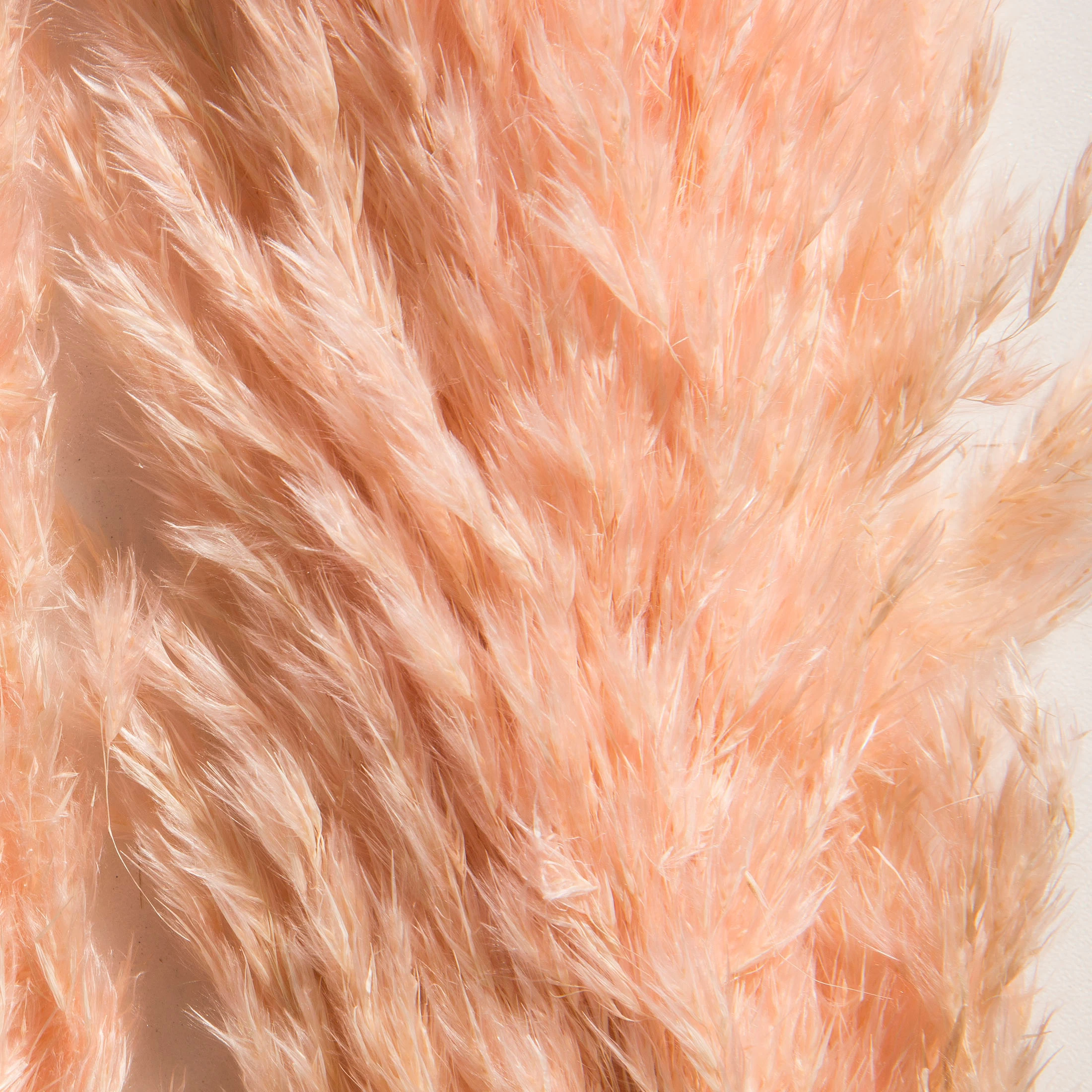 Trockenblume, Pink – Bild 3