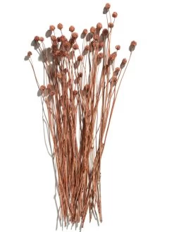 Trockenblume, Autumn Red